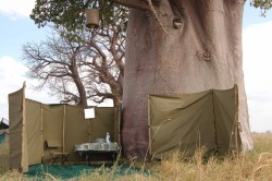 Nothing quite like a shower under a century old Baobab