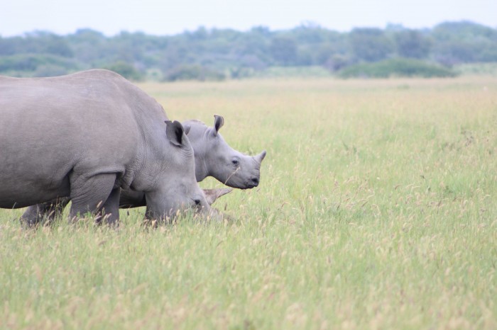 Rhino Sanctuary